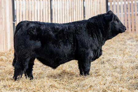 Yearling Bull